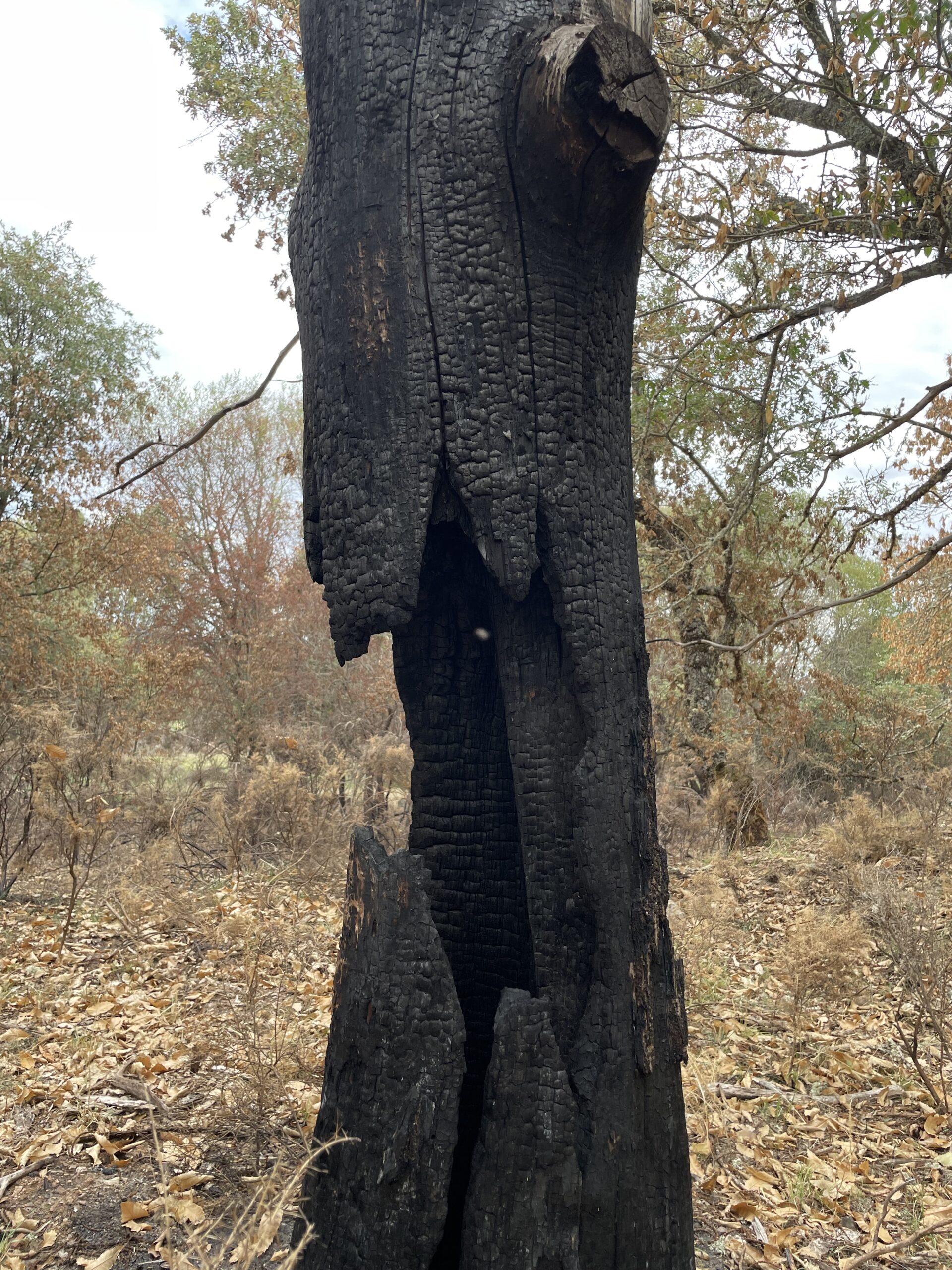 Arbol quemado